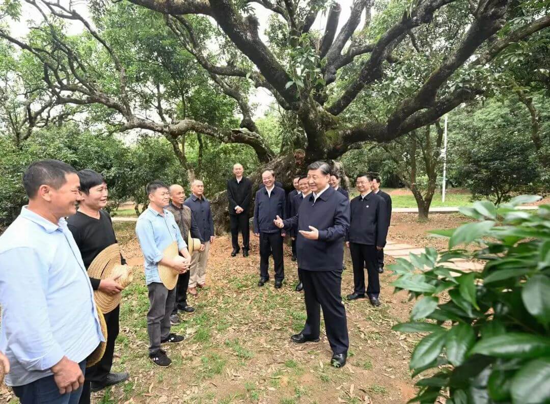 习近平：农村特色产业前景广阔
